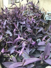 Tradescantia pallida