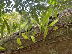 Microgramma lycopodioides