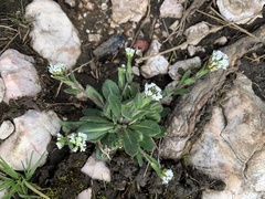 Arabis ciliata