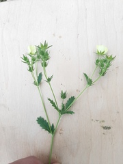 Potentilla recta pilosa