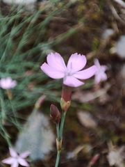 Dianthus langeanus