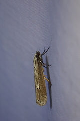 Ethmia discostrigella