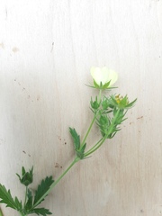 Potentilla recta pilosa