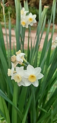 Narcissus tazetta
