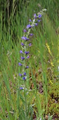 Echium vulgare