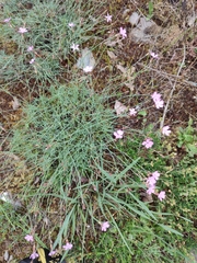 Dianthus langeanus