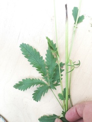 Potentilla recta pilosa