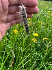 Alopecurus pratensis