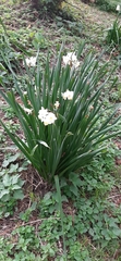 Narcissus tazetta