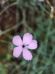 Dianthus langeanus