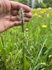 Alopecurus pratensis