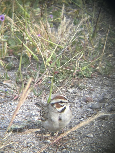 iNaturalist observation photo of Lark Sparrow