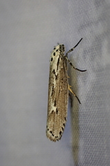Ethmia discostrigella