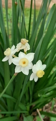 Narcissus tazetta