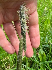 Alopecurus pratensis