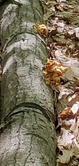 Pleurotus citrinopileatus