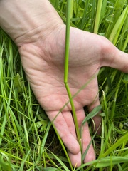 Alopecurus pratensis