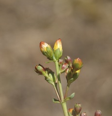 Hypericum pulchrum