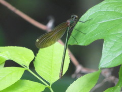 Calopteryx aequabilis