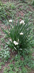 Narcissus tazetta