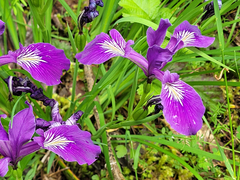 Iris tenax tenax