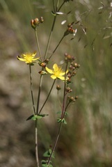 Hypericum pulchrum
