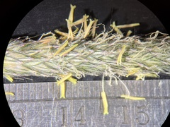 Alopecurus pratensis