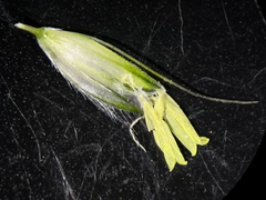 Alopecurus pratensis