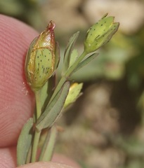 Hypericum humifusum