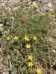 Hypericum humifusum
