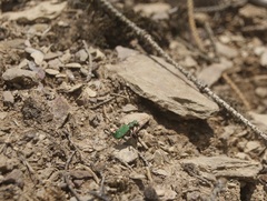 Cicindela campestris
