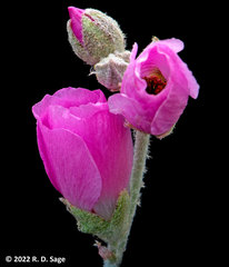 Sphaeralcea mendocina