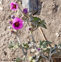 Sphaeralcea mendocina