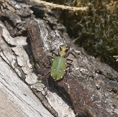 Cicindela campestris
