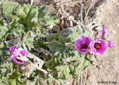 Sphaeralcea mendocina
