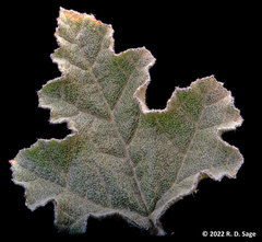 Sphaeralcea mendocina