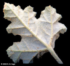 Sphaeralcea mendocina