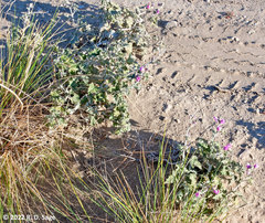 Sphaeralcea mendocina