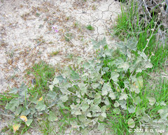 Sphaeralcea mendocina