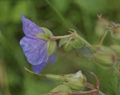 Geranium pratense