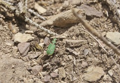Cicindela campestris