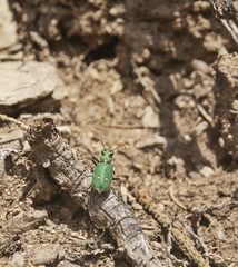 Cicindela campestris