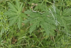 Geranium pratense
