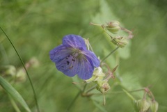 Geranium pratense