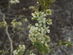 Casearia nitida