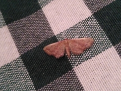 Idaea infirmaria