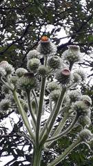 Stenachaenium megapotamicum