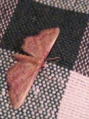 Idaea infirmaria