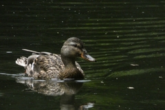 Anas platyrhynchos