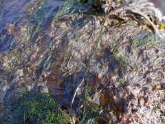 Urospora wormskioldii